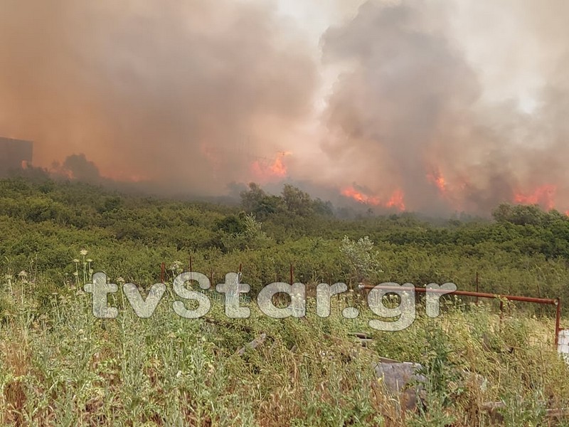 Πυρκαγιά σε δασική έκταση στο Ακραίφνιο Βοιωτίας