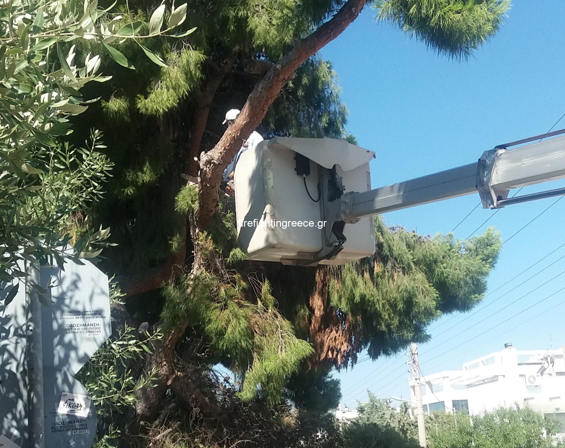 Πολιτική Προστασία Βάρης Βούλας βουλιαγμένης κοπη σπασμένης κλάρας στην βούλα