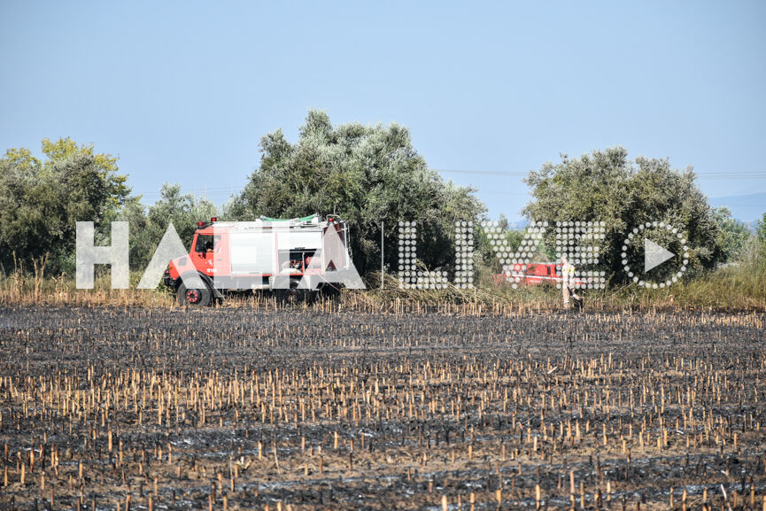 Ηλεια:δήμητρα πηνειού η Πυρκαγιά έκαψε δέκα στρέμματα αγροτικών εκτάσεων