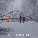 Φωτογραφικό στιγμιότυπο από επιχείρηση απελευθέρωσης επαρχιακού οδικού δικτύου έπειτα από πτώση δέντρου