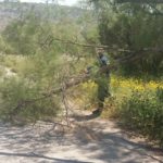 Πολιτική Προστασία Βάρης Βούλας βουλιαγμένης κοπη σπασμένης κλαρας