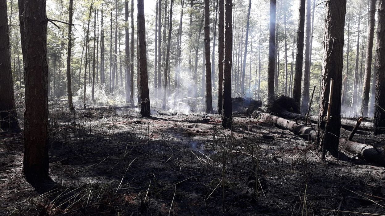 Πυρκαγιά στο δάσος των Βρυξελλών