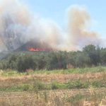 Πυρκαγιά στη Μούτελη Ηλείας