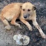 Ο σκυλάκος στο Μαρτίνο που τον έσωσαν οι πυροσβέστες από την μεγάλη πυρκαγιά