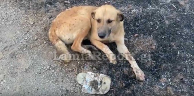 Ο σκυλάκος στο Μαρτίνο που τον έσωσαν οι πυροσβέστες από την μεγάλη πυρκαγιά