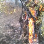 Κάηκαν ελαιόδενδρα και ξερά χόρια από φωτιά στην Αγριά