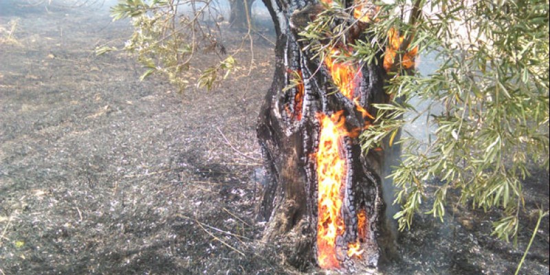Κάηκαν ελαιόδενδρα και ξερά χόρια από φωτιά στην Αγριά