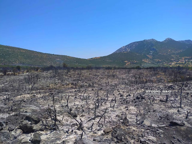 Αργολίδα: Συνελήφθη γυναίκα για την πυρκαγιά στην Επίδαυρο