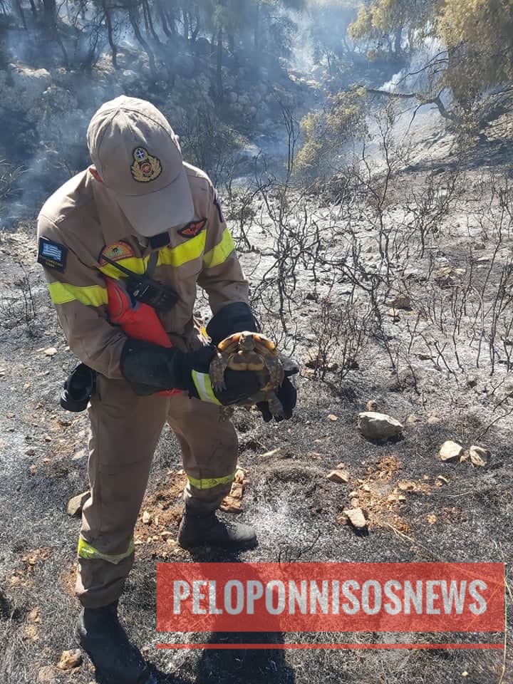 Καποιοι ήρωες σώζουν όλες τις ζωές! Πυροσβέστης σώζει χελώνα στην Ξυλοκεριζα Κορινθίας