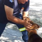 Η Πυροσβεστική Σιδηρόκαστρου Φροντίζει Τα Αδέσποτα Ζωάκια