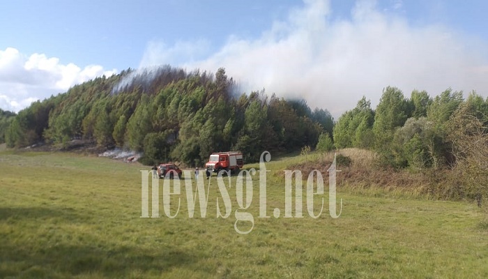 Πυρκαγιά σε δασική έκταση στην Οινόη Ηλείας