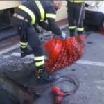 Ιταλία: Διάσωση τυφλού σκύλου από πυροσβέστες.( βιντεο)
