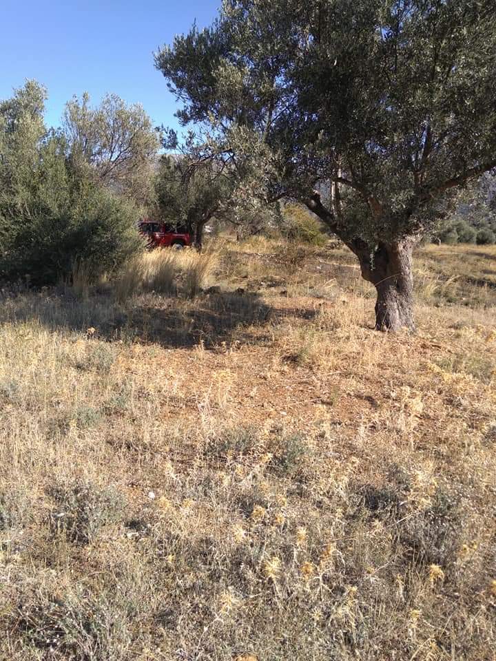 Πυρκαγιά εν υπαίθρω στην Χαλκίδα.(φωτο)