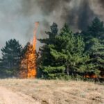 Πεύκα σε κατοικημένη περιοχή: Μια βόμβα έτοιμη να εκραγεί στην πρώτη σπίθα