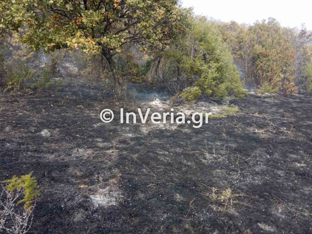 Πυρκαγιά σε δασική έκταση έξω από τη Φυτειά Ημαθίας (φώτο)