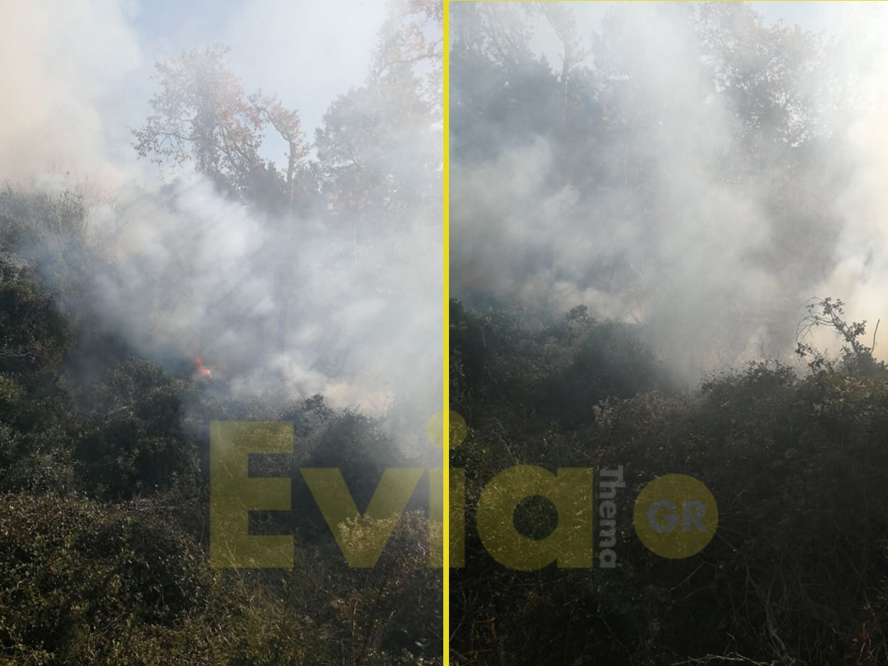 Πυρκαγιά σε δασική έκταση στα Μακρυκάπα Ευβοίας