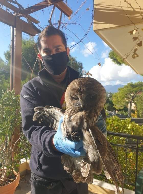 Διάσωση κουκουβάγιας από Καμιναδα Τζακιού