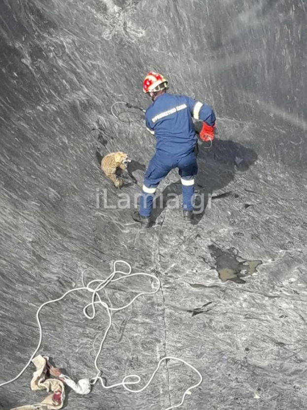 Οι Πυροσβέστες έσωσαν τις αλεπούδες που εγκλωβίστηκαν σε δεξαμενή (Φωτο)