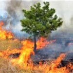 Σε εξέλιξη πυρκαγιά σε γεωργικές εκτάσεις στην περιοχή Σικυωνίων Κορινθίας