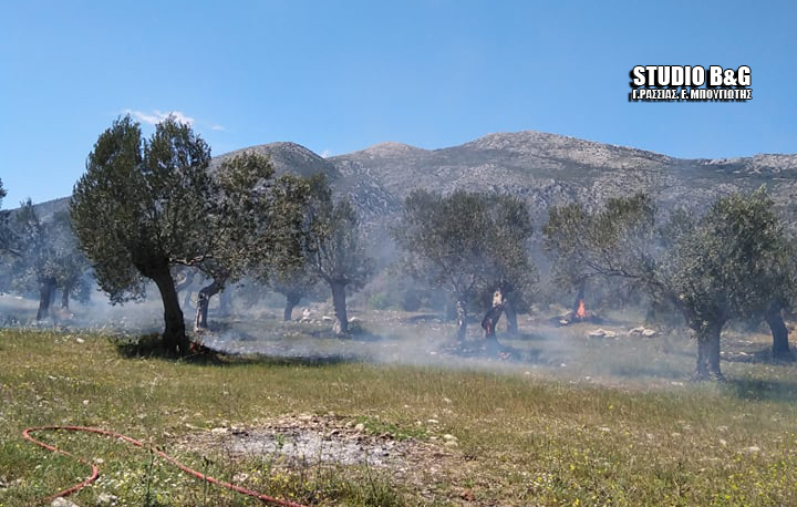 Πυρκαγιά ξέσπασε σε ελαιώνα στην Αργολίδα