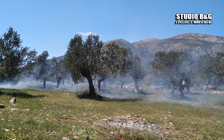 Πυρκαγιά ξέσπασε σε ελαιώνα στην Αργολίδα