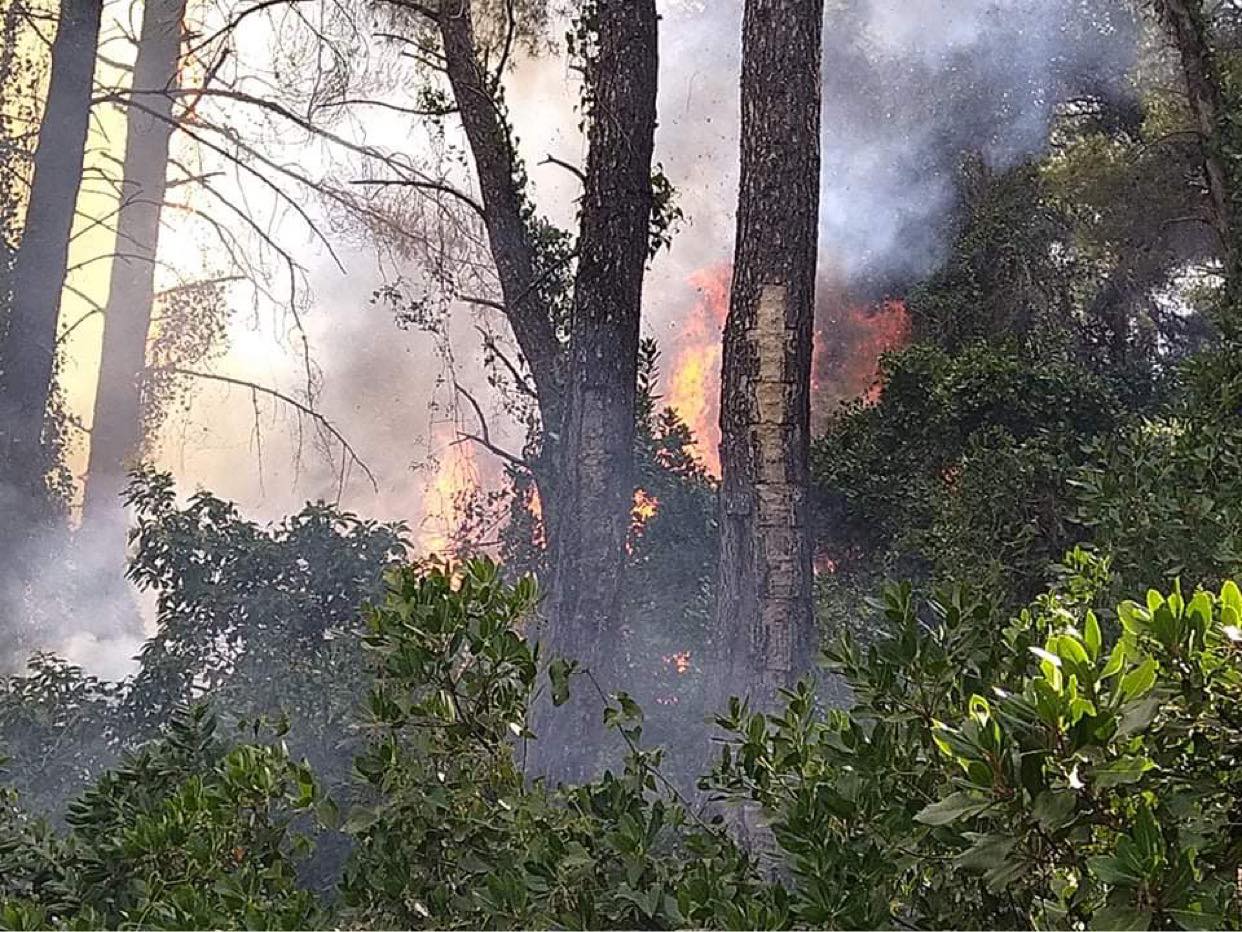 Μεγάλη πυρκαγιά ΤΩΡΑ σε δασική έκταση στην περιοχή Λίμνη Ευβοίας