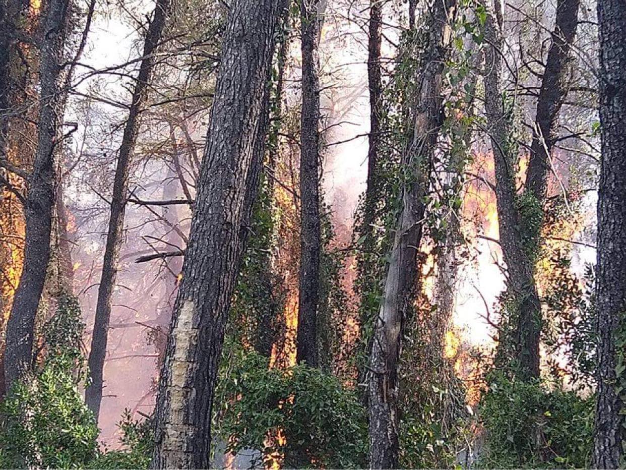 Μεγάλη πυρκαγιά ΤΩΡΑ σε δασική έκταση στην περιοχή Λίμνη Ευβοίας