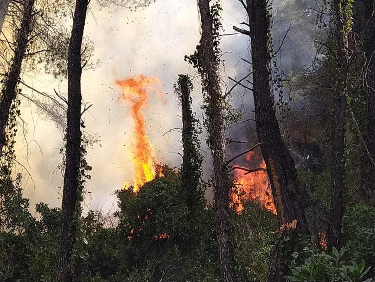 Μεγάλη πυρκαγιά ΤΩΡΑ σε δασική έκταση στην περιοχή Λίμνη Ευβοίας