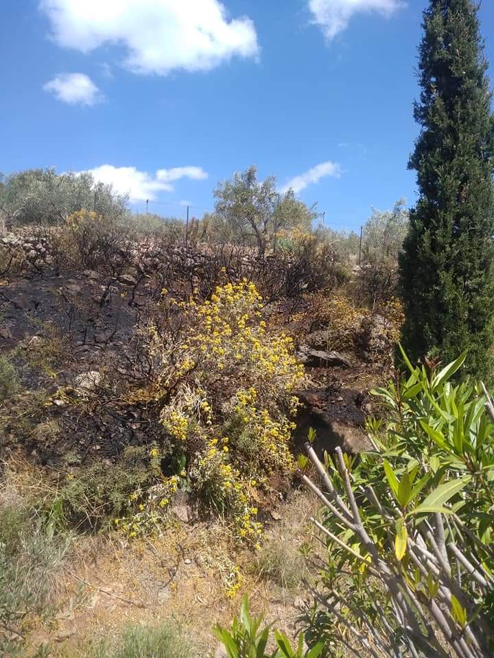 Πυρκαγιά σε δασική έκταση στην Αίγινα.(φωτο)