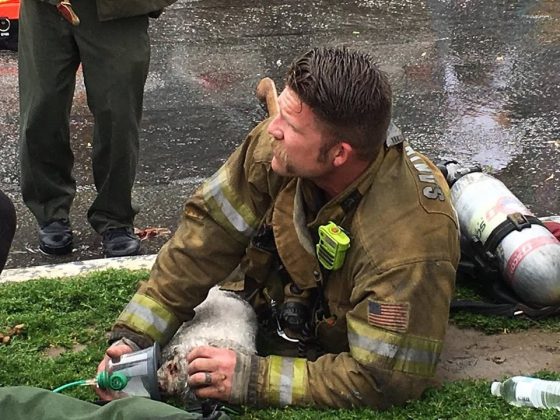 Διάσωση από πυροσβέστη σε σκυλάκι μετά από πυρκαγιά