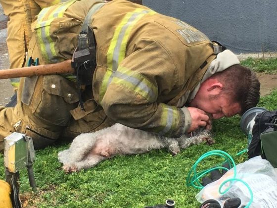 Διάσωση από πυροσβέστη σε σκυλάκι μετά από πυρκαγιά