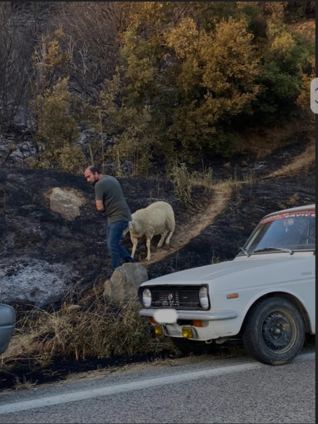 Δείτε τους βοσκούς να σώζουν τα ζώα τους από τη πυρκαγιά στη Βίτωλη