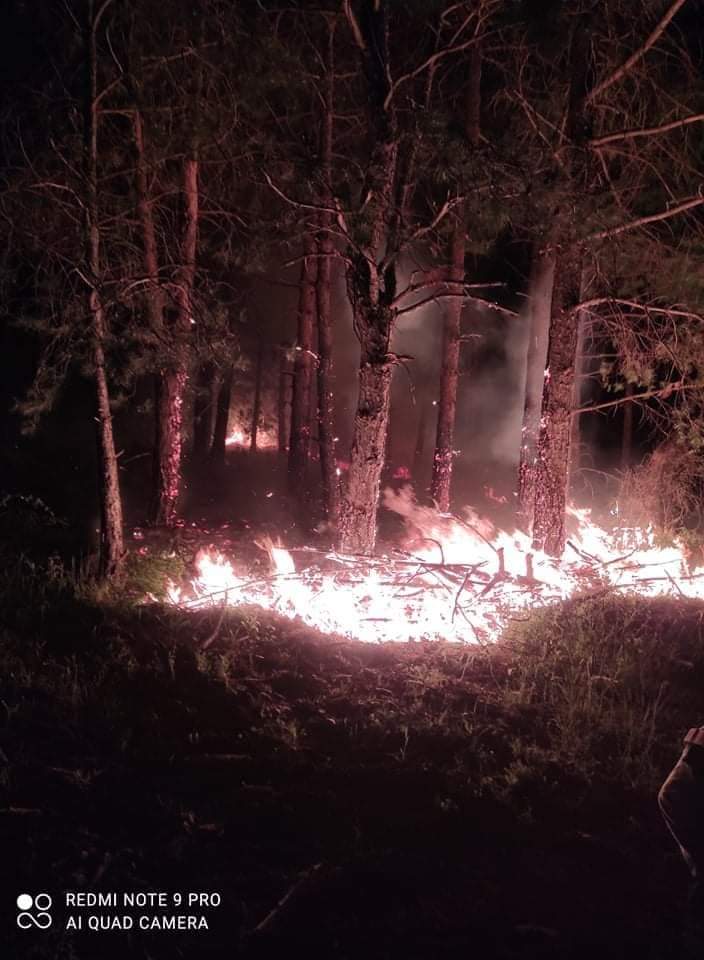Πυρκαγιά σε δασική έκταση στο Κιλκίς (Φώτο)