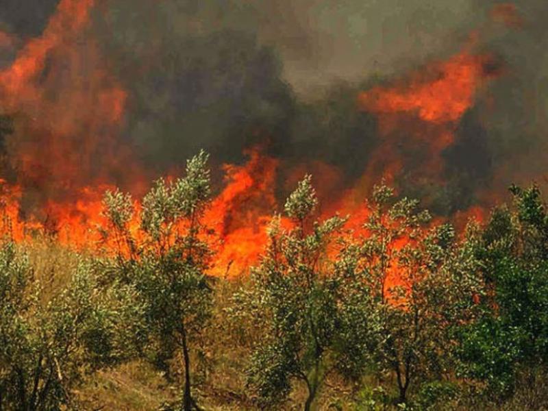Δασική πυρκαγιά στην περιοχή Αβιάς στην Μάνη