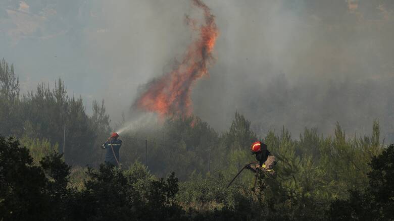 Πυρκαγιά ΤΩΡΑ σε χαμηλή βλάστηση στην περιοχή Πετρομάγουλο Διμηνίου Μαγνησίας
