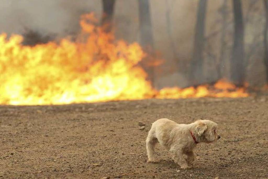 Πυρκαγιές: Δραματικές εικόνες από τραυματισμένα και πληγωμένα ζώα