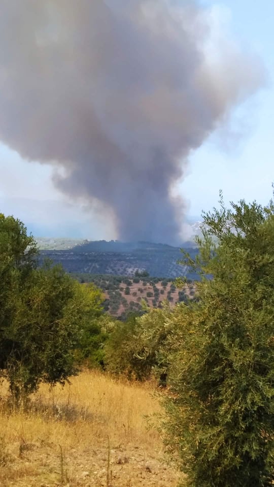 Πυρκαγιά ΤΩΡΑ σε δασική έκταση στον Θεολόγο Φθιώτιδας - Εκκενώνεται ο οικισμός ΟΣΜΑΕΣ