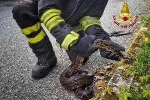 Ένας πυροσβέστης παρατηρεί ένα φίδι να καίγεται και αποφασίζει να του σώσει τη ζωή.