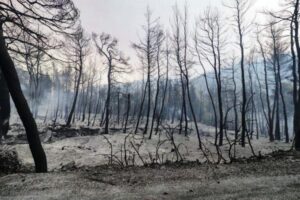 Πυρκαγιές: Κάηκαν 9.000 μελισσοσμήνη και χάθηκαν 10.000 τόνοι πευκόμελου ετησίως