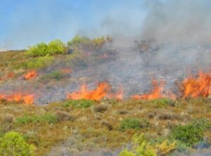 Μεγάλη πυρκαγιά ΤΩΡΑ στο Μαρκόπουλο Αττικής