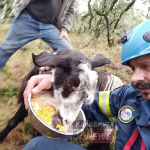 Δύσκολη και επικίνδυνη επιχείρηση για τι διάσωση κατσίκας στα Καλάβρυτα