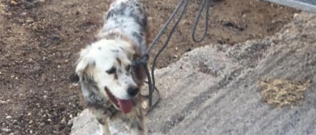Σαντορίνη: Διάσωση σκύλου από την Πυροσβεστική