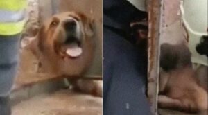 Πυροσβέστες σώζουν σκυλάκο που σφήνωσε σε πόρτα: Οι χαρές όταν συναντά ξανά το αφεντικό - (Βίντεο)