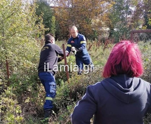 Δομοκός: Πέταξαν οχτώ κουτάβια σε δύσβατο σημείο - Επιχείρηση της Πυροσβεστικής για τη διάσωσή τους