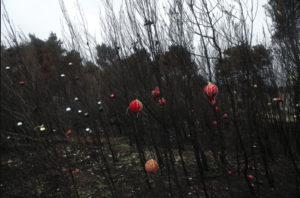 Βαρυμπόμπη: Τα καμένα δέντρα στόλισαν οι κάτοικοι της περιοχής