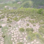 Με drones η αναδάσωση των καμμένων δασών στην Κροατία