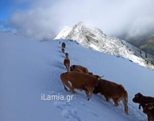 Πυροσβέστες απεγκλώβισαν 17 αγελάδες από τα χιονισμένα Άγραφα