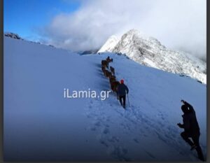 Πυροσβέστες απεγκλώβισαν 17 αγελάδες από τα χιονισμένα Άγραφα