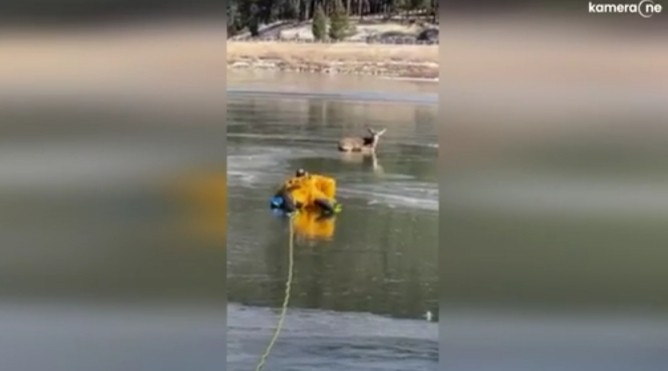 Απίστευτος πυροσβέστης ρισκάρει τη ζωή του και σώζει ελάφι από παγωμένη λίμνη (Φωτό)