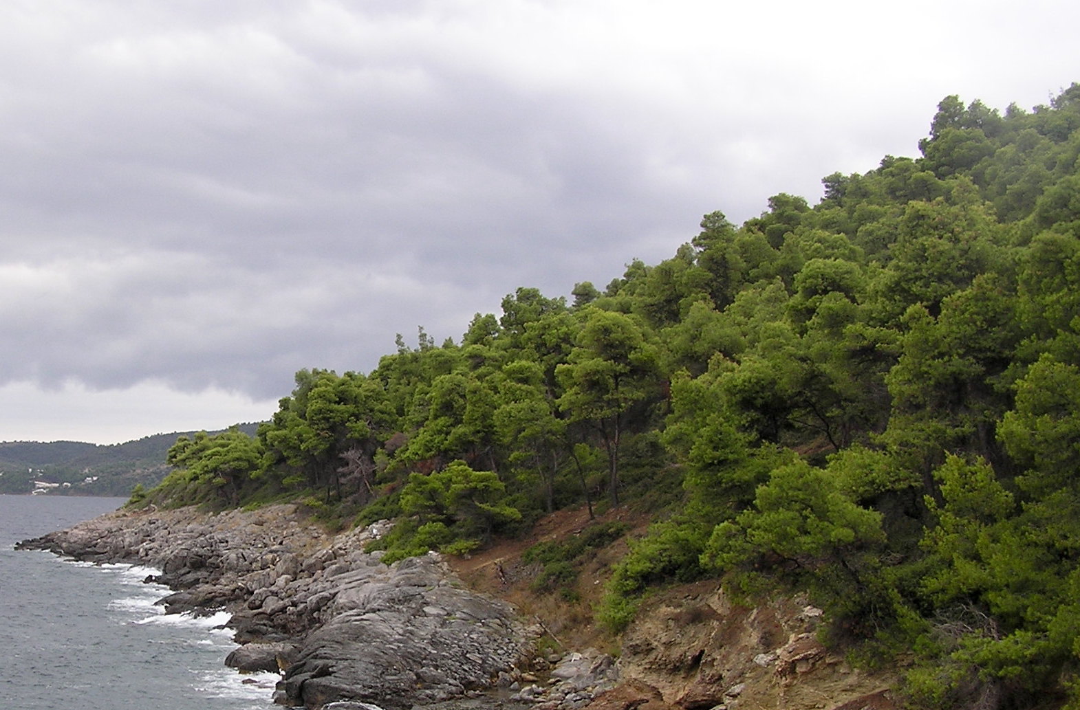 Χαλέπιος πεύκη – Ένα εμβληματικό δέντρο της Μεσογείου